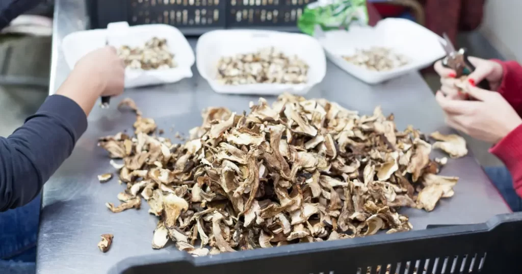 Mantar Üretiminde Klordioksit Kullanımı