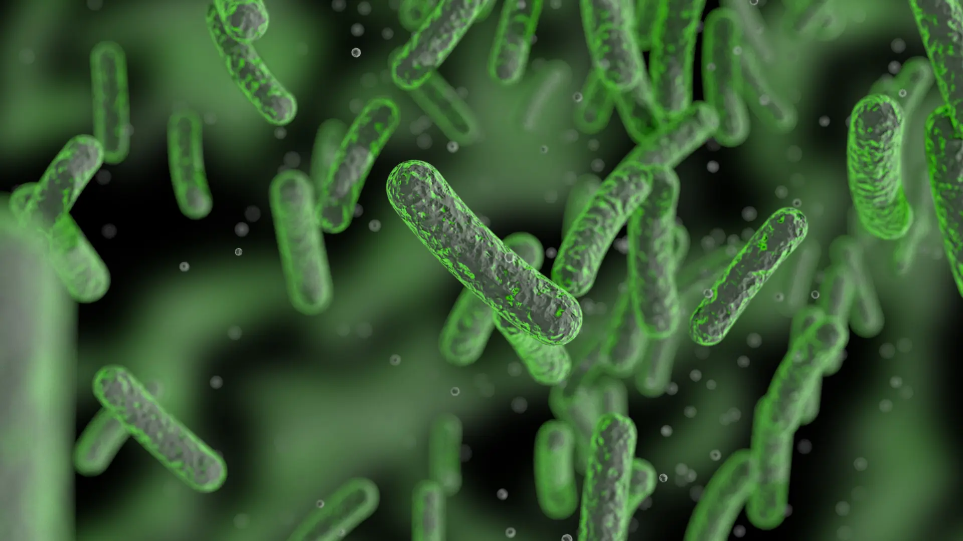 salmonella nedir